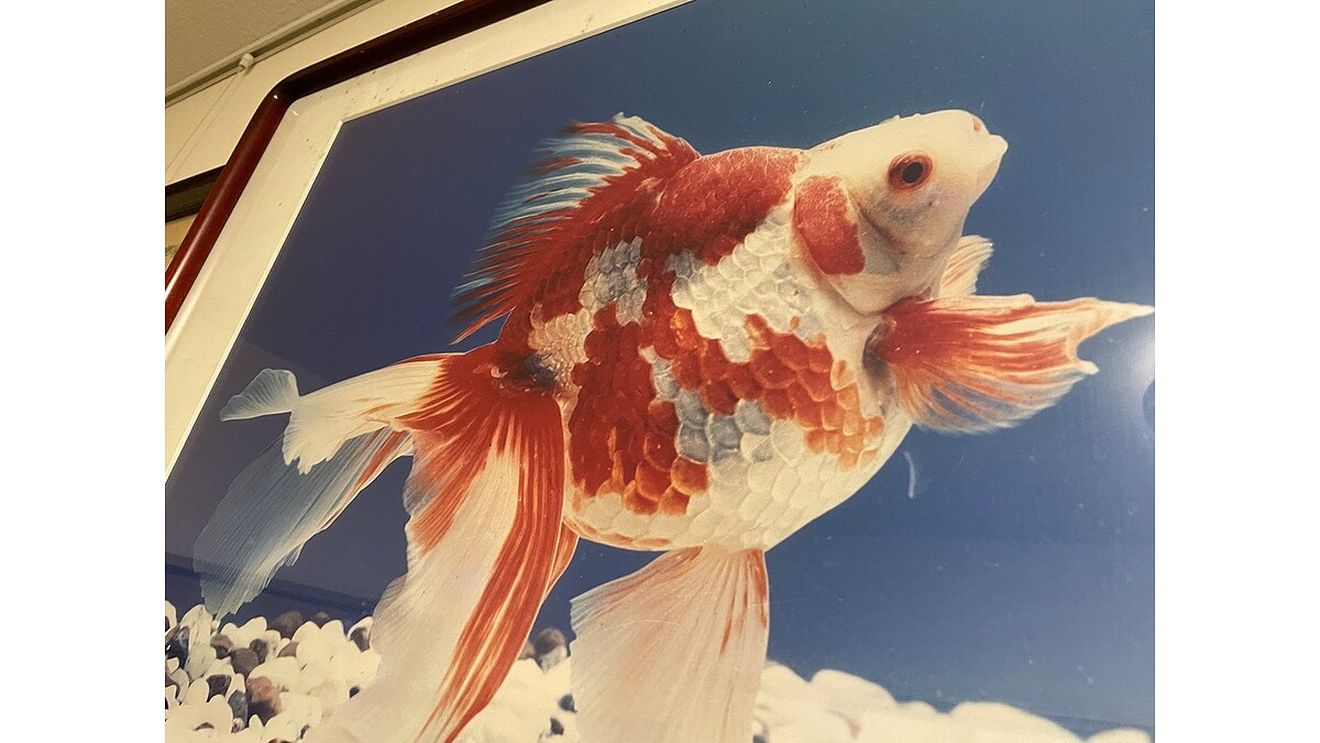 “金魚のふるさと”東京・江戸川区で最後の継承者が養殖再開　区が伝統継承へ手引書作成を支援、社会見学や「金魚まつり」で文化残す取り組みも